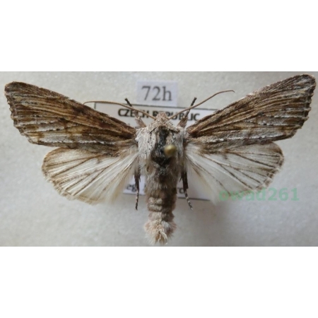 Egira conspicillaris (Linnaeus, 1758) Gaszka zorzyca Czech72h